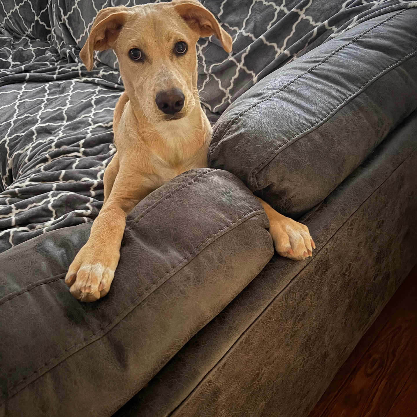 Biscotti Sallustio joined the competition — help win amazing prizes! alert, animal, couch, curious, cute, dog, domestic, ears_up, floor, furniture, grey_couch, indoor, living_room, looking, patterned_throw, paws, pet, resting, tan_dog, wood_floor