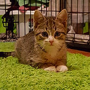 Benny is registered to the contest to win money with this photo: animal, cage, cat, curious, cute, ears, eyes, feline, floor, fur, green_rug, home, indoor, kitten, pet, resting, tabby, texture, whiskers, young