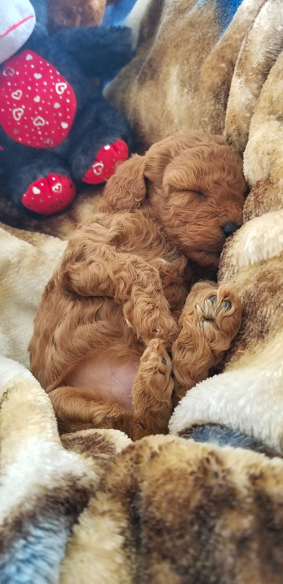 Caramel is registered to the contest to win money with this photo: close_up, comfort, companion_dog, fawn, fiber, fur, linens, liver, livestock, natural_material, pattern, snout, sporting_group, stuffed_toy, terrestrial_animal, textile, toy, wool, working_animal, wrinkle