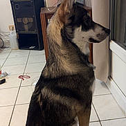 Pépito a rejoint le concours — aidez-le/la à gagner de superbes lots ! dog, indoor, christmas_tree, lights, tiled_floor, furniture, window, curtain, sitting, side_view, decor, lamp, speaker, calm, pet, animal, brown, black, white, cozy