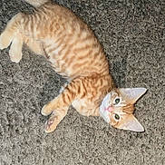 Sassy joined the competition — help win amazing prizes! animal, carpet, cat, cute, domestic_animal, ears, feline, fur, green_eyes, indoor, kitten, looking_up, lying_down, orange_tabby, paws, pet, resting, striped, whiskers, young