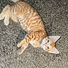 animal, carpet, cat, cute, domestic_animal, ears, feline, fur, green_eyes, indoor, kitten, looking_up, lying_down, orange_tabby, paws, pet, resting, striped, whiskers, young