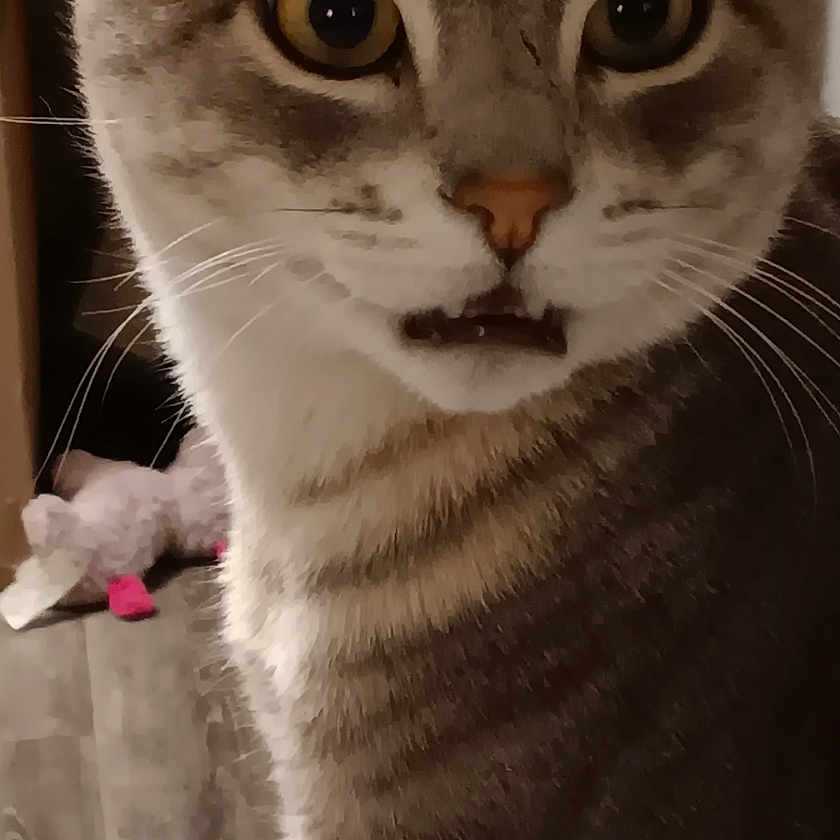 Ace joined the competition — help win amazing prizes! abyssinian, animal, cat, egyptiancat, kitten, manx, pet, siamese