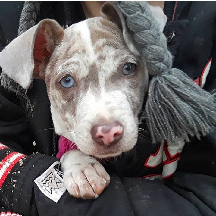 Gene is registered to the contest to win money with this photo: american_hairless_terrier, american_pit_bull_terrier, canidae, carnivore, companion_dog, dog, dog_breed, mammal, non_sporting_group, nose, peruvian_hairless_dog, pit_bull, snout, sporting_group, vertebrate