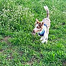 dog, running, grass, field, flowers, greenery, outdoor, nature, canine, pet, playful, pine_cone, happy, active, fur, animal, daylight, summer, blue_harness, grassland