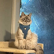 Ceviche is registered to the contest to win money with this photo: cat, fluffy, indoor, cat_tree, blue_harness, window, frosted_glass, pet, animal, fur, sitting, cute, domestic, feline, whiskers, tail, looking, cozy, home, light