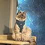 cat, fluffy, indoor, cat_tree, blue_harness, window, frosted_glass, pet, animal, fur, sitting, cute, domestic, feline, whiskers, tail, looking, cozy, home, light