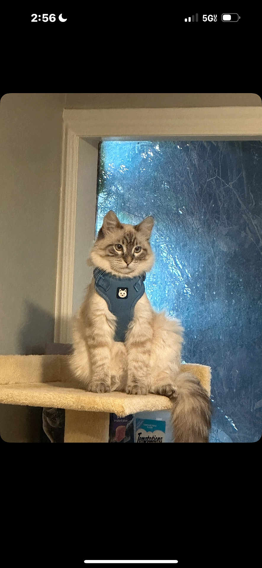Ceviche is registered to the contest to win money with this photo: cat, fluffy, indoor, cat_tree, blue_harness, window, frosted_glass, pet, animal, fur, sitting, cute, domestic, feline, whiskers, tail, looking, cozy, home, light