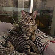 Pepito participe au concours pour gagner de l'argent avec cette photo : animal, blanket, cat, couch, cozy, ears, indoor, nighttime, paws, pet, plaid, portrait, reflection, sitting, striped_fur, tabby, tail, whiskers, wide_eyes, window