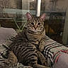 animal, blanket, cat, couch, cozy, ears, indoor, nighttime, paws, pet, plaid, portrait, reflection, sitting, striped_fur, tabby, tail, whiskers, wide_eyes, window