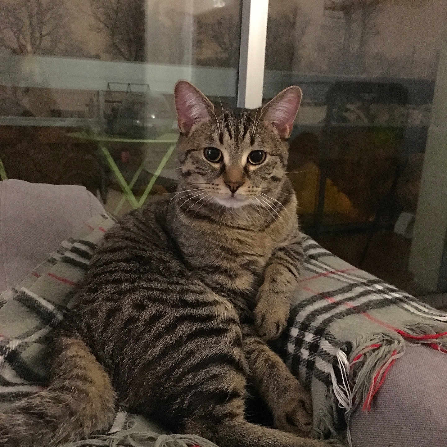 Pepito