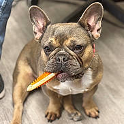 Stella joined the competition — help win amazing prizes! dog, french_bulldog, pet, indoor, floor, chew_toy, brown, white, ears, paws, snout, animal, canine, sitting, cute, toy, fur, closeup, portrait, domestic