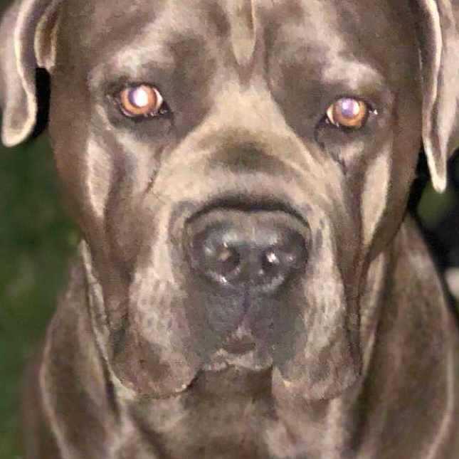 Olaf participe au concours pour gagner de l'argent avec cette photo : animal, brown_coat, canine, close_up, companion, dog, ears, face, flash_reflection, fur, large_dog, looking_at_camera, mammal, muscular, night, outdoor, pet, portrait, serious_expression, snout