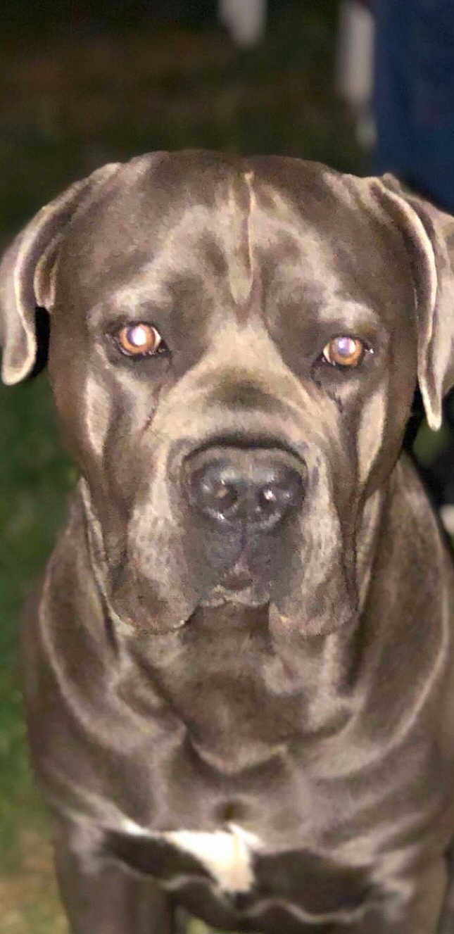 Olaf participe au concours pour gagner de l'argent avec cette photo : animal, brown_coat, canine, close_up, companion, dog, ears, face, flash_reflection, fur, large_dog, looking_at_camera, mammal, muscular, night, outdoor, pet, portrait, serious_expression, snout
