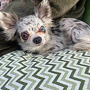 Joy a rejoint le concours — aidez-le/la à gagner de superbes lots ! blanket, blue_eye, brown_eye, chihuahua, closeup, cozy, dog, ears, fur, heterochromia, indoor, long_hair, merle, nose, pillow, portrait, resting, small_dog, whiskers, zigzag_pattern