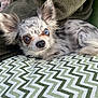 blanket, blue_eye, brown_eye, chihuahua, closeup, cozy, dog, ears, fur, heterochromia, indoor, long_hair, merle, nose, pillow, portrait, resting, small_dog, whiskers, zigzag_pattern