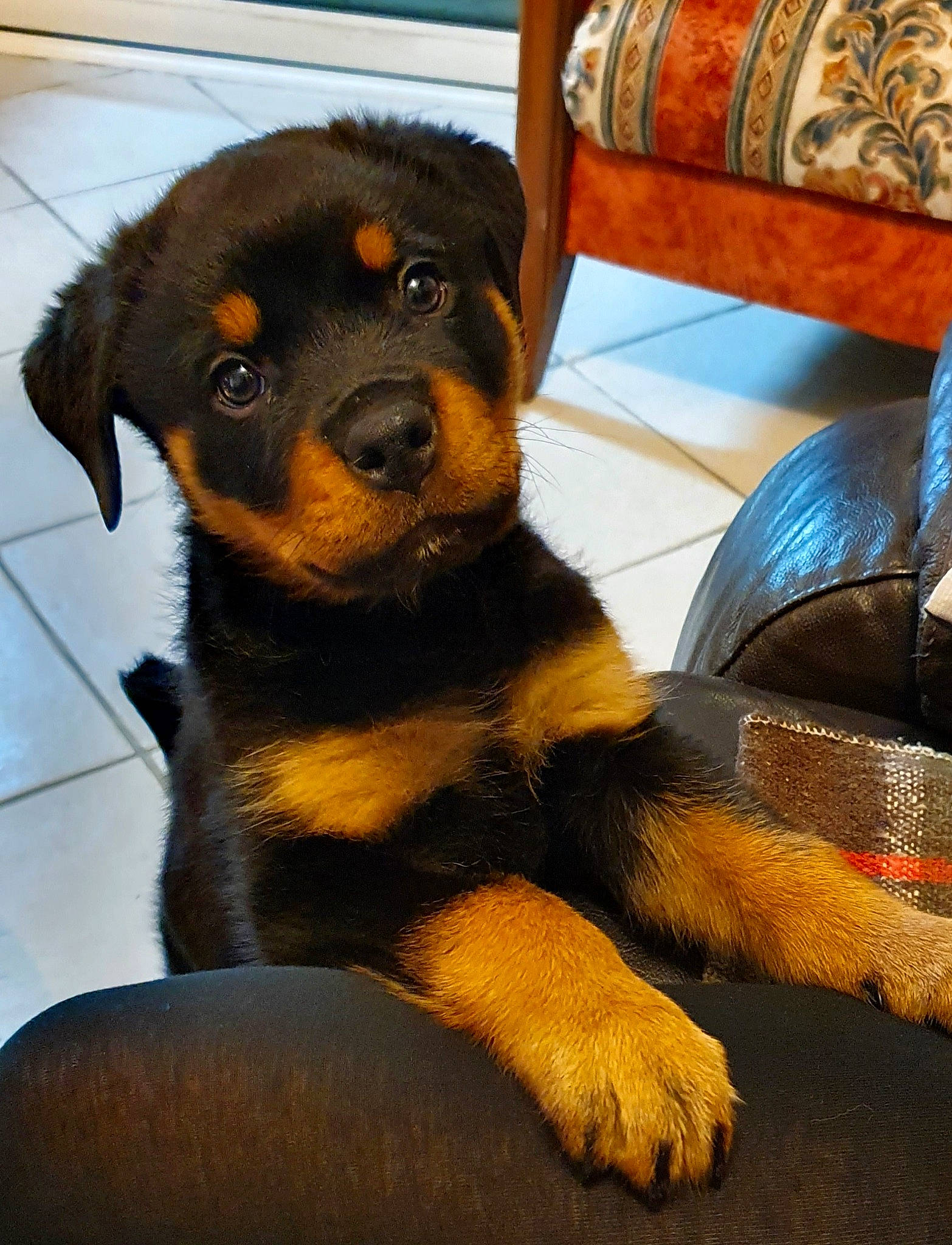 Rickone a rejoint le concours — aidez-le/la à gagner de superbes lots ! beaglier, carnivore, chair, comfort, companion_dog, couch, dog, dog_breed, fur, hardwood, paw, pillow, rottweiler, snout, sporting_group, tail, terrestrial_animal, throw_pillow, wood, working_dog