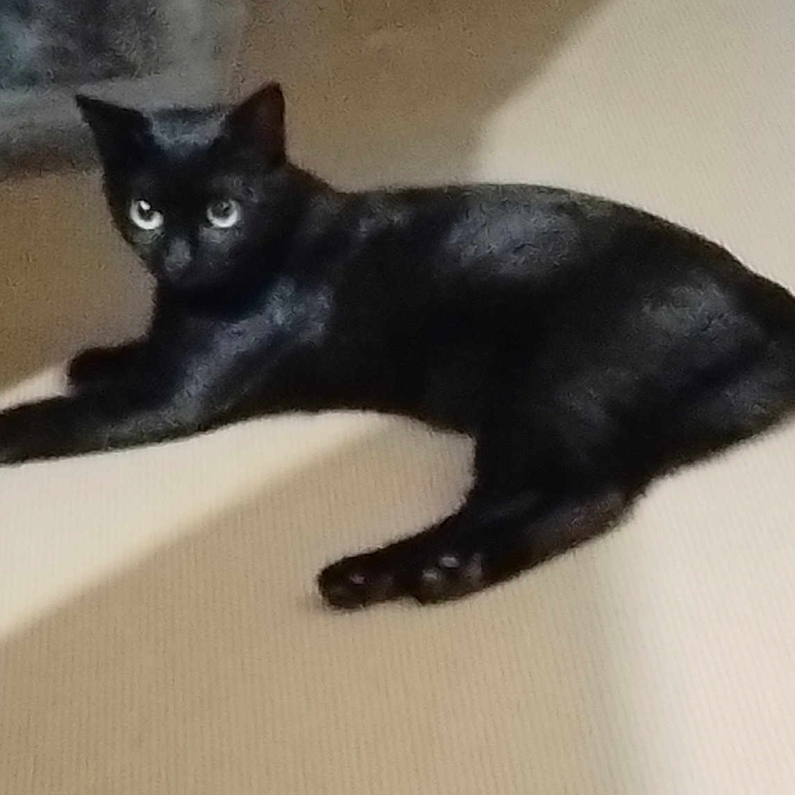 Mystic participe au concours pour gagner de l'argent avec cette photo : animal, black_cat, calm, cat, domestic_animal, ears, eyes, feline, floor, home, indoor, lying_down, pet, quiet, relaxed, resting, shadow, soft_light, tail, whiskers