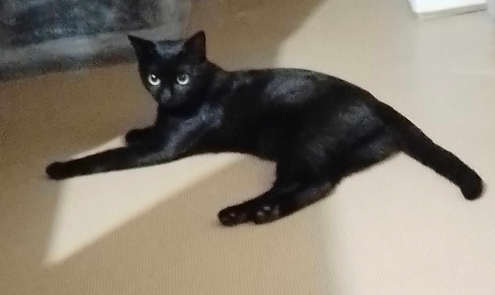 Mystic participe au concours pour gagner de l'argent avec cette photo : animal, black_cat, calm, cat, domestic_animal, ears, eyes, feline, floor, home, indoor, lying_down, pet, quiet, relaxed, resting, shadow, soft_light, tail, whiskers