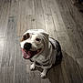 brown_patch, canine, close_up, clothing, companion, cute, dog, flooring, happy, hoodie, indoor, looking_up, paw, pet, portrait, shadow, sitting, smiling, tongue_out, wood_floor
