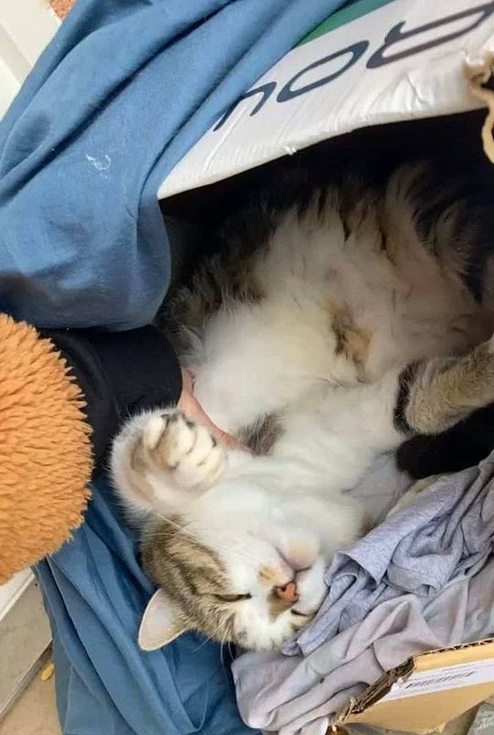 Marcus participe au concours pour gagner de l'argent avec cette photo : carnivore, cat, cat_bed, child, claw, comfort, companion_dog, domestic_short_haired_cat, fawn, felidae, fur, lap, mammal, nap, paw, small_to_medium_sized_cats, snout, textile, vertebrate, whiskers