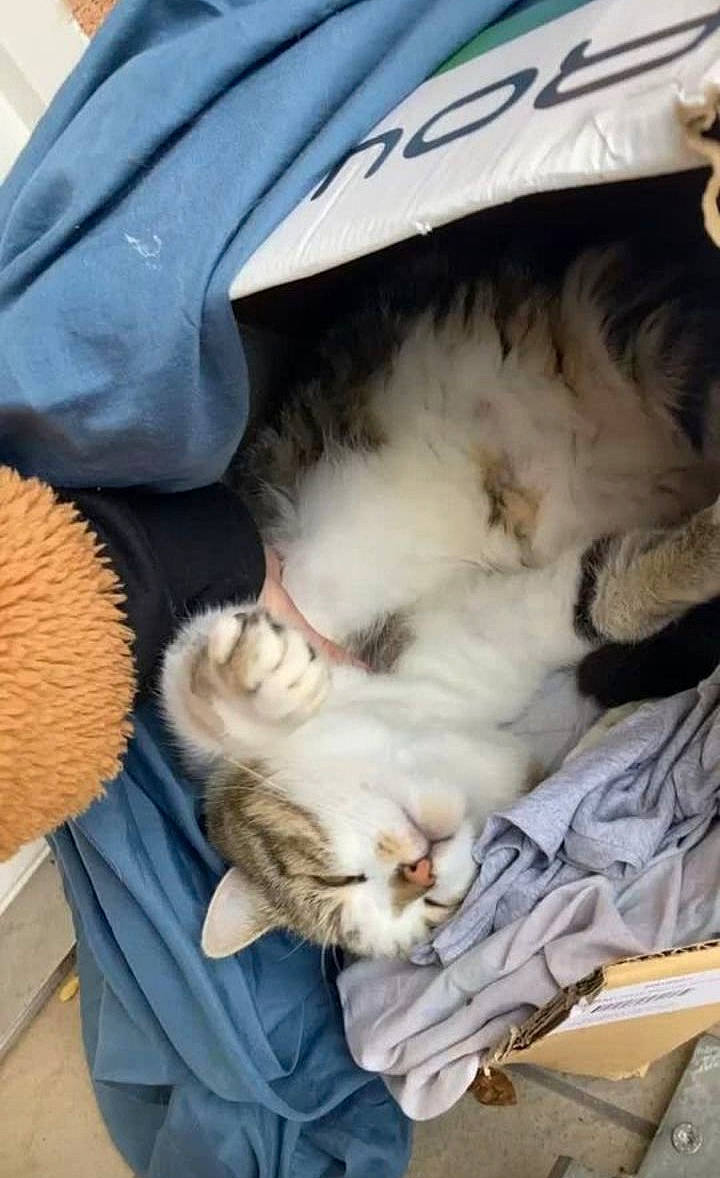 Marcus participe au concours pour gagner de l'argent avec cette photo : box, carnivore, cat, cat_bed, claw, comfort, companion_dog, domestic_short_haired_cat, fawn, felidae, fur, hug, lap, mammal, nap, paw, small_to_medium_sized_cats, tail, vertebrate, whiskers