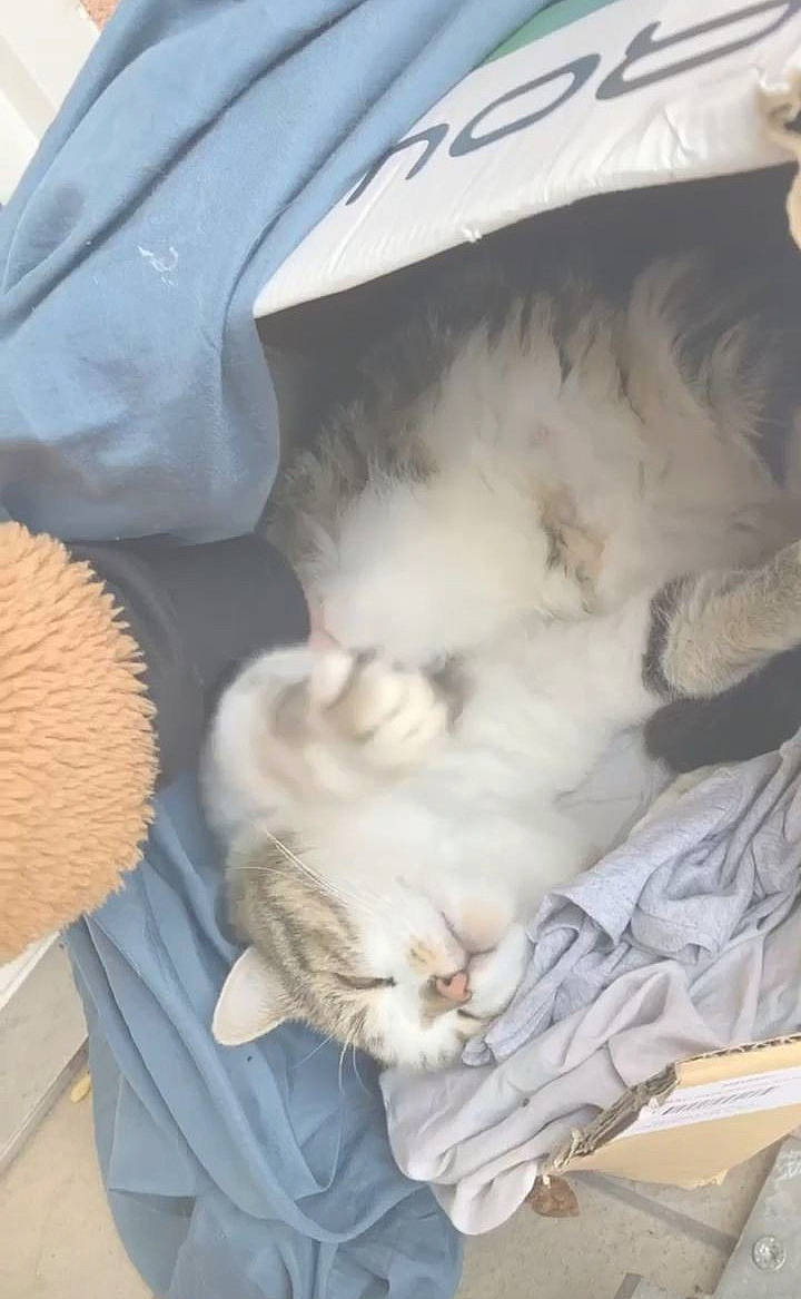 Marcus participe au concours pour gagner de l'argent avec cette photo : box, canidae, carnivore, cat, cat_bed, claw, comfort, companion_dog, domestic_short_haired_cat, fawn, felidae, fur, mammal, nap, paw, sleep, small_to_medium_sized_cats, tail, vertebrate, whiskers