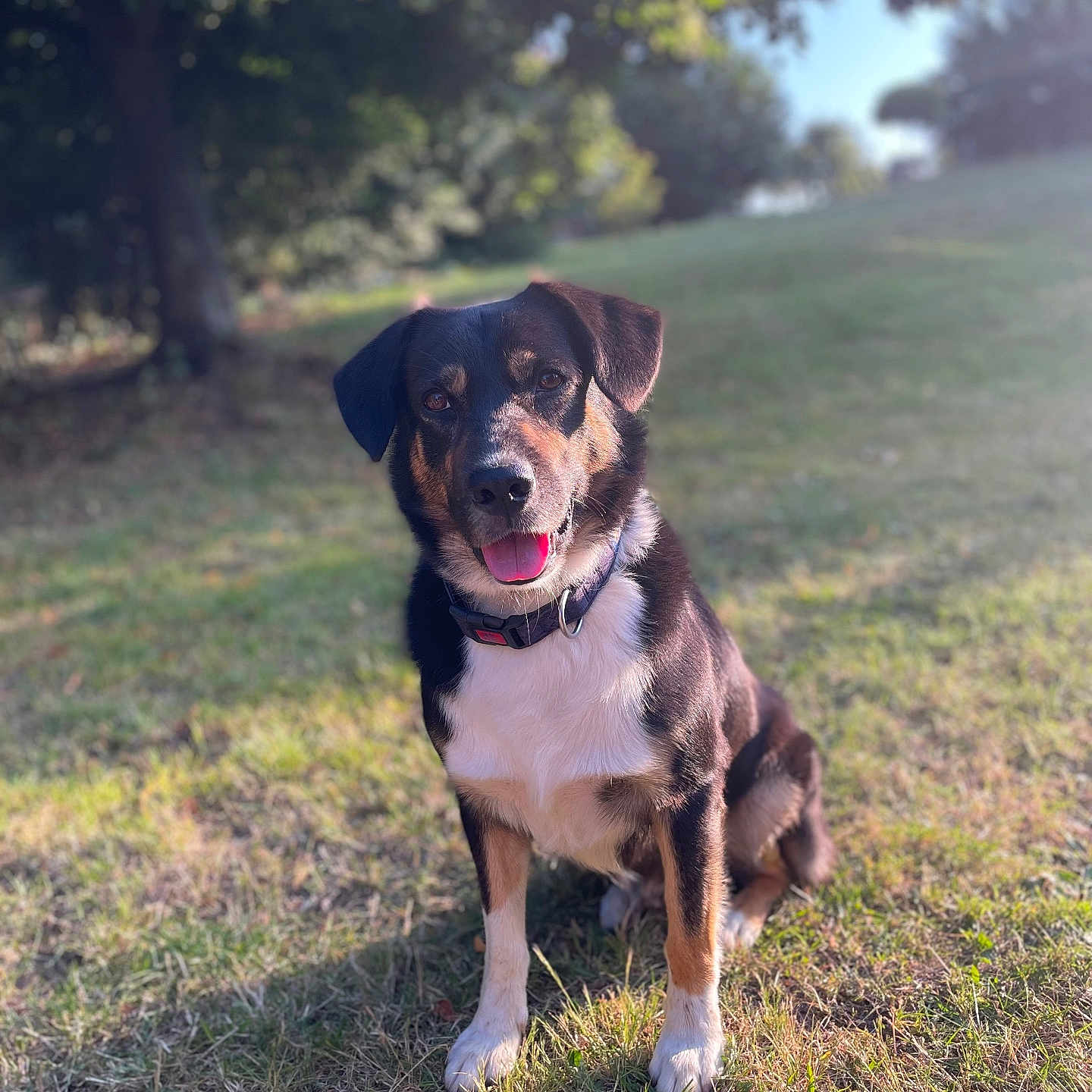 Jazz participe au concours pour gagner de l'argent avec cette photo : animal, appenzeller, canine, dog, field, grass, grassland, grove, hound, labradorretriever, land, nature, outdoors, park, pet, plant, puppy, tree, vegetation, woodland