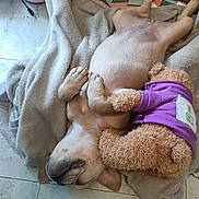 Vanille a rejoint le concours — aidez-le/la à gagner de superbes lots ! animal, baby, back, bed, blanket, bodypart, canine, couch, crib, dog, furniture, homedecor, hound, indoors, infantbed, labradorretriever, person, pet, puppy, sleeping