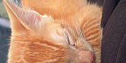 Isagi joined the competition — help win amazing prizes! kitten, cat, sleeping, orange_cat, fur, paw, pet, cute, cozy, resting, animal, indoor, closeup, blurred_background, soft, feline, young_cat, domestic_cat, relaxing, plush_toy