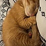 Isagi is registered to the contest to win money with this photo: kitten, cat, sleeping, orange_cat, fur, paw, tail, blanket, cozy, cute, pet, animal, rest, comfort, indoor, soft, pattern, closeup, relaxation, young