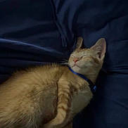 Isagi is registered to the contest to win money with this photo: cat, orange_tabby, sleeping, blue_collar, blanket, cozy, indoor, pet, fur, whiskers, relaxed, cute, animal, domestic_cat, resting, mammal, bed, soft, peaceful, nap