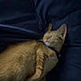 cat, orange_tabby, sleeping, blue_collar, blanket, cozy, indoor, pet, fur, whiskers, relaxed, cute, animal, domestic_cat, resting, mammal, bed, soft, peaceful, nap
