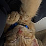 Isagi joined the competition — help win amazing prizes! kitten, orange_tabby, sleeping, upside_down, paws, collar, feline, cute, fur, whiskers, ears, nose, closed_eyes, resting, domestic_cat, indoor, soft_texture, blanket, fabric, cozy