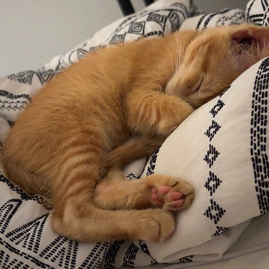 Isagi is registered to the contest to win money with this photo: animal, bed, blanket, cat, closeup, cozy, cute, feline, fur, indoor, kitten, nap, orange_cat, paw, pet, pillow, relax, resting, sleeping, soft