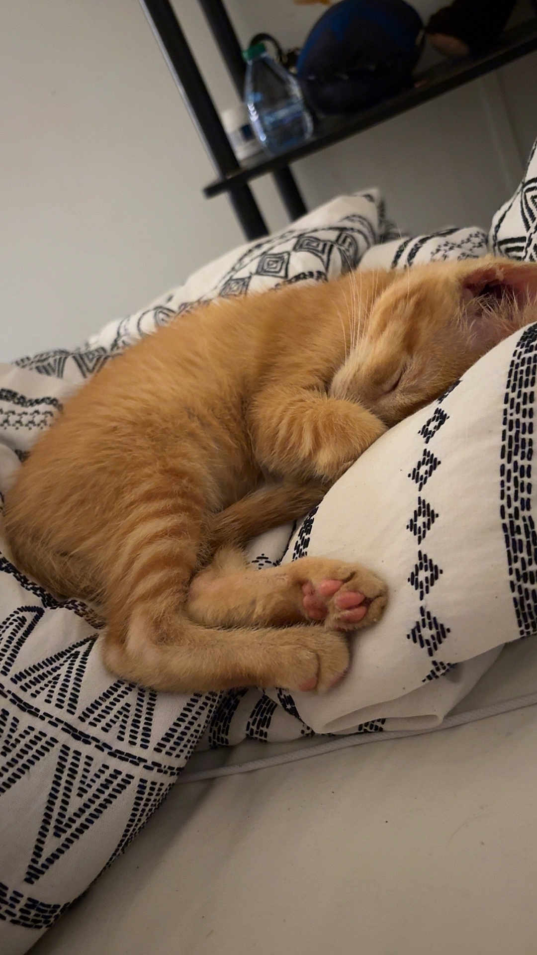 Isagi is registered to the contest to win money with this photo: kitten, cat, sleeping, orange_cat, paw, pillow, blanket, bed, cozy, cute, fur, animal, pet, indoor, resting, closeup, soft, relax, nap, feline