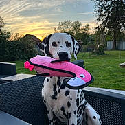 Toscane a rejoint le concours — aidez-le/la à gagner de superbes lots ! animal, black_spots, chair, clouds, cute, dalmatian, dog, fence, flamingo, garden, grass, outdoor, pet, pink, playful, plush_toy, sitting, sky, sunset, tree