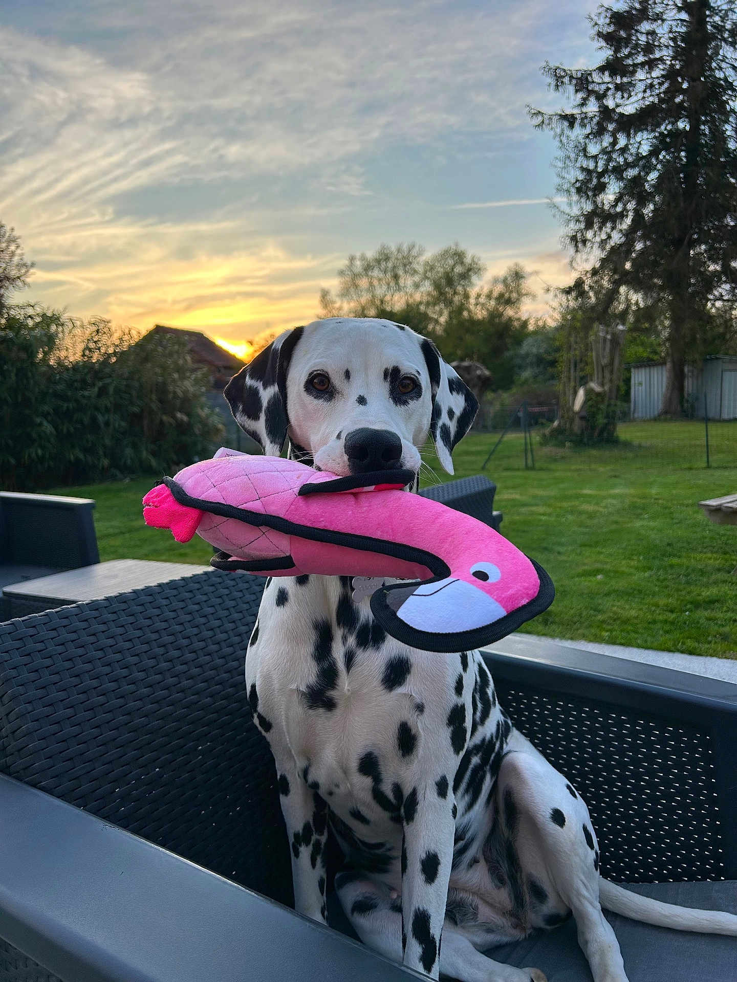 Toscane a rejoint le concours — aidez-le/la à gagner de superbes lots ! animal, black_spots, chair, clouds, cute, dalmatian, dog, fence, flamingo, garden, grass, outdoor, pet, pink, playful, plush_toy, sitting, sky, sunset, tree