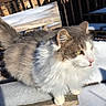 Eeyore joined the competition — help win amazing prizes! animal, bench, brick_wall, cat, daylight, ears, feline, fluffy, fur, gray, nature, outdoor, pet, snow, sunlight, tongue_out, whiskers, white, winter, wooden