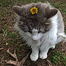 animal, cat, cute, domestic_cat, flower, fur, grass, ground, leaf, mammal, nature, outdoor, pet, shy, small, soft, walking, whiskers, wildlife, yellow_flower