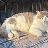 animal, balcony, cat, close_eyes, cute, daylight, feline, fluffy, gray_fur, nature, outdoor, peaceful, pet, relaxing, resting, sleeping, sunlight, white_fur, wooden_railing, wooden_surface