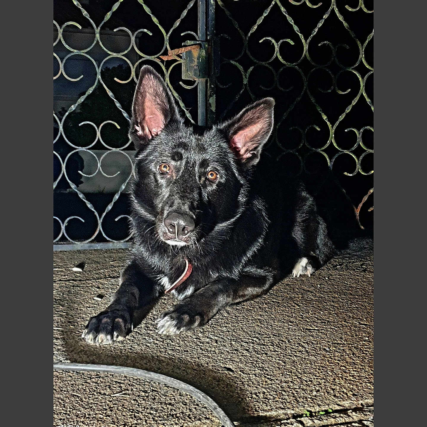 Reïko participe au concours pour gagner de l'argent avec cette photo : accessories, animal, bodypart, bulldog, canine, cat, chihuahua, den, dog, doghouse, frenchbulldog, germanshepherd, husky, indoors, labradorretriever, leash, pet, policedog, puppy, snout