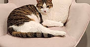 Lala is registered to the contest to win money with this photo: armchair, blanket, cat, colorful, cozy, domestic_animal, furniture, household, indoor, notebooks, pet, pillow, relaxed, resting, seated, soft_texture, stationery, striped_bag, tabby_cat, wooden_floor