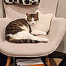 Lala is registered to the contest to win money with this photo: cat, tabby_cat, armchair, blanket, pillow, striped_bag, notebooks, stationery, wooden_floor, indoor, relaxed, furniture, pet, domestic_animal, cozy, resting, seated, household, soft_texture, colorful