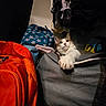 Lala joined the competition — help win amazing prizes! cat, bag, backpack, clothing, closet, feline, indoor, paw, pet, resting, sitting, stuffed, textile, travel, white, gray, orange, blue, yellow, black