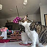 cat, tabby_cat, flower, orchid, plant, kitchen, counter, vase, indoor, curious, pet, domestic_animal, feline, household, decor, purple_flower, white_surface, wooden_crate, colorful, cozy
