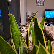 Lala is registered to the contest to win money with this photo: cat, plant, leaf, indoor, living_room, furniture, television, lamp, bed, blanket, cozy, pet, animal, green, relaxing, home, window, curious, domestic_cat, resting