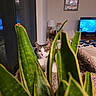 cat, plant, leaf, indoor, living_room, furniture, television, lamp, bed, blanket, cozy, pet, animal, green, relaxing, home, window, curious, domestic_cat, resting