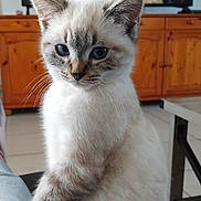 Kvara a rejoint le concours — aidez-le/la à gagner de superbes lots ! kitten, cat, indoor, wooden_cabinet, blue_eyes, feline, pet, fur, young_animal, floor_tiles, table, person_blurred, domestic_animal, whiskers, close_up, sitting, curious, light, shadow, soft_texture