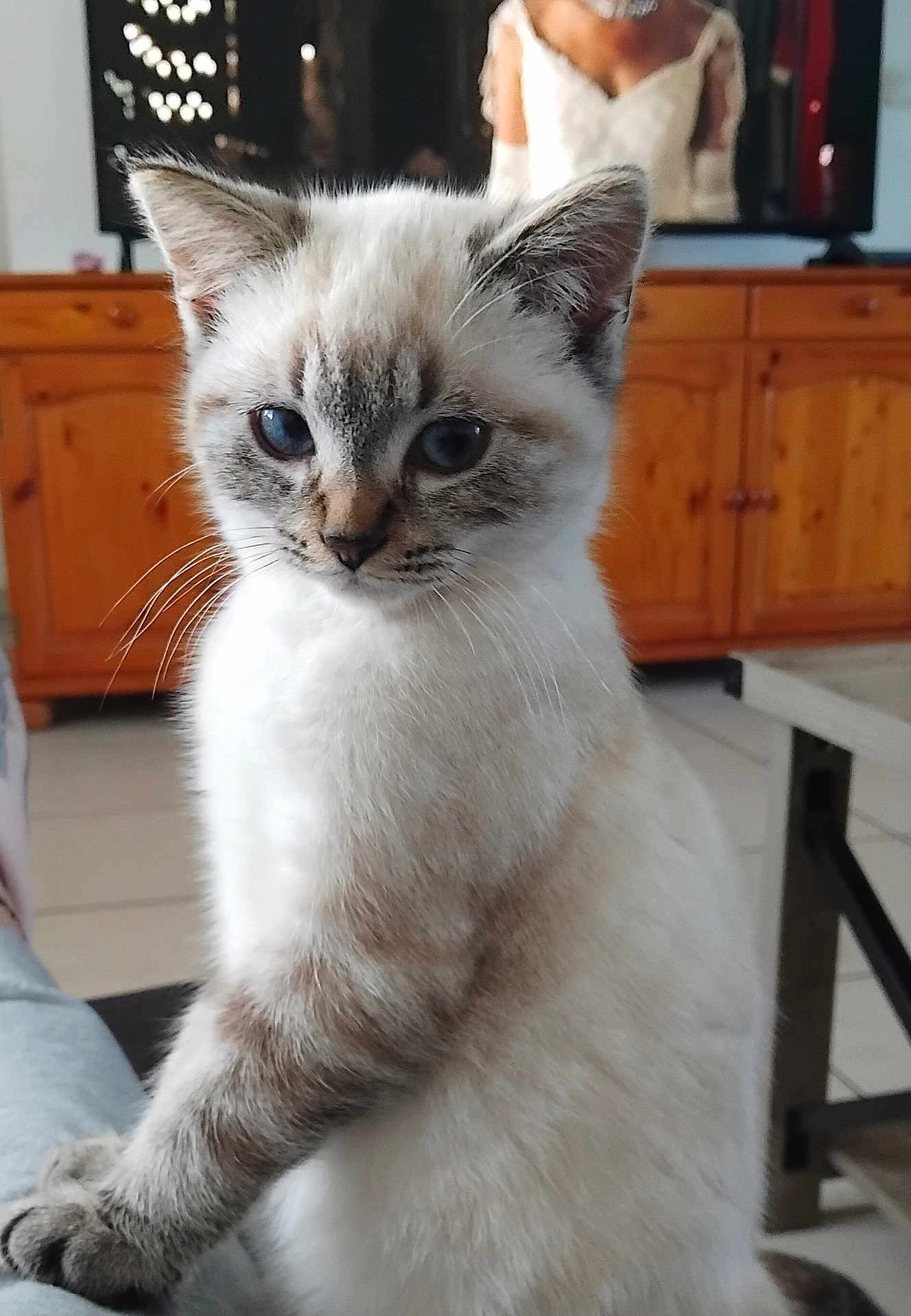 Kvara a rejoint le concours — aidez-le/la à gagner de superbes lots ! kitten, cat, indoor, wooden_cabinet, blue_eyes, feline, pet, fur, young_animal, floor_tiles, table, person_blurred, domestic_animal, whiskers, close_up, sitting, curious, light, shadow, soft_texture